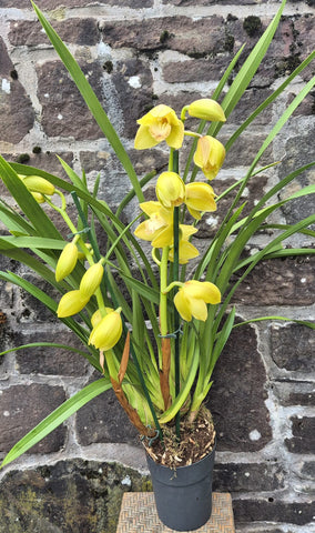 Cymbidium Plant