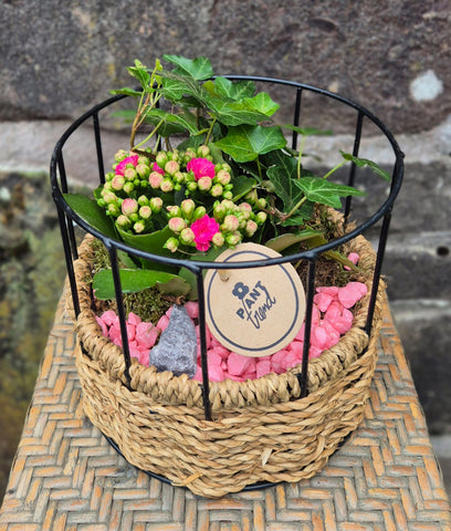 Indoor Planted Arrangements