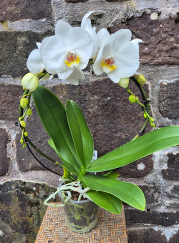 Phalaenopsis Hoop Plant
