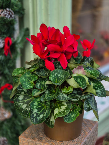 Red Cyclamen